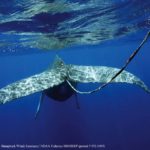 Maui Ocean Center’s 19th Anniversary • Thursday and Sunday